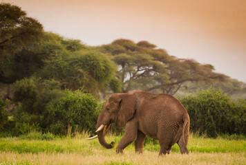 Fototapety  Duży samotny słoń w zachodzącym słońcu Parku Narodowego Amboseli Kenia