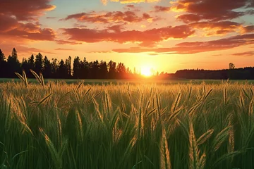 Poster Sunset or sunrise in a summer field with ears of wheat and forest in the background © Mystic