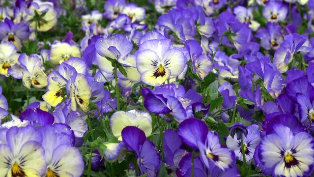 Pan, closeup shot of pansy / viola flower garden. 4K