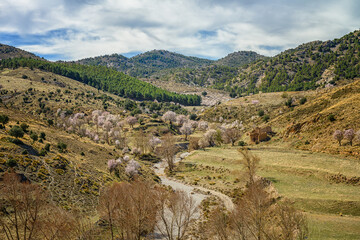 Fototapeta na wymiar Blossoming Almond Trees in Mountainous Countryside