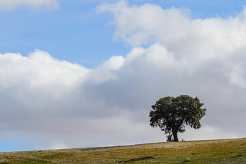 Solitary Tree on a Hill Against a Cloudy Sky