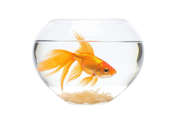 Goldfish in a Bowl Isolated On Transparent Background