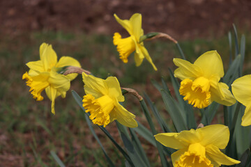 Fototapeta premium Yellow Daffodil flowers in the garden. Springtime flowers. Narcissus plants