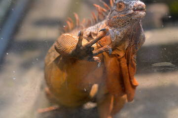 Photo of red iguana in the zoo  