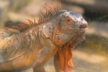 Photo of red iguana in the zoo  