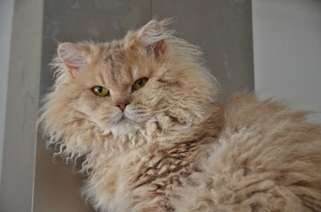 Selkirk Rex Lilac Golden