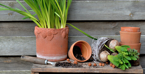 leaf of hyacinth with bulbs and roots for potted and terra cotta flowerpot on a wooden table