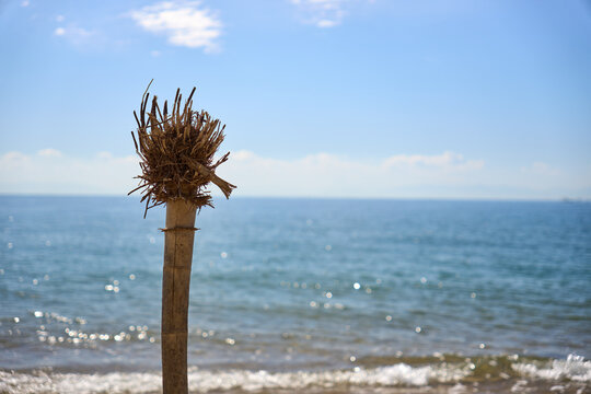 【夏時間】海を背景に砂浜に立っているヤシの根