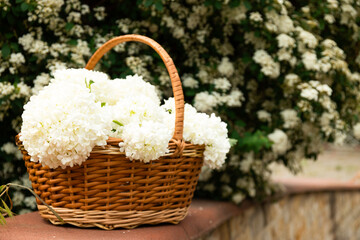 Fototapeta na wymiar Wicker basket with white flowers, outside.