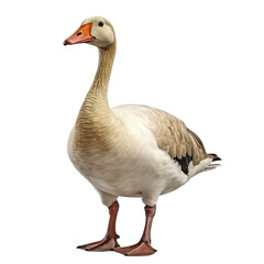 Goose clip art