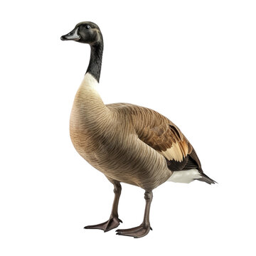 recommend clip art: Goose clip art