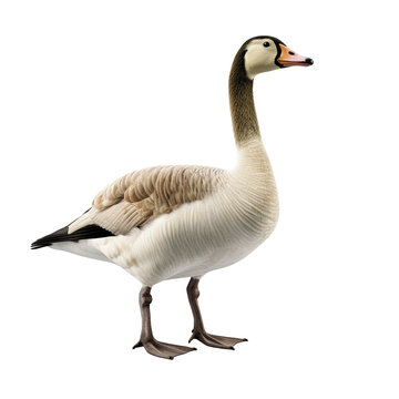 recommend clip art: Goose clip art