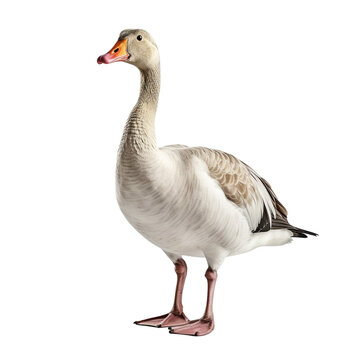 recommend clip art: Goose clip art