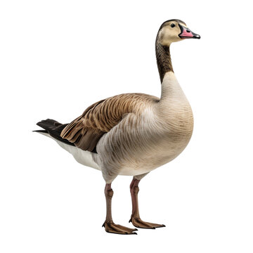 recommend clip art: Goose clip art