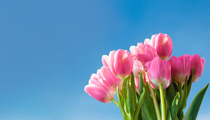 spring flowers banner - bunch of pink tulip flowers on blue sky background, space for text, springtime concept