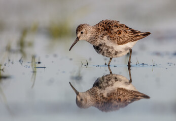 Dunlin - adult bird at a wetland on the spring migration 