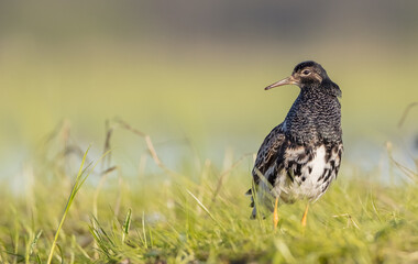 Ruff - male bird at a wetland on the mating season in spring