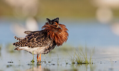 Ruff - male bird at a wetland on the mating season in spring