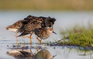  The ruff - pair at wetland on a mating season in spring