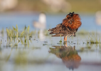 Ruff - male bird at a wetland on the mating season in spring