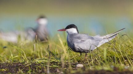 Chlidonias hybrida - adult bird at a wetland in spring
