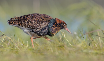 Ruff - male bird at a wetland on the mating season in spring