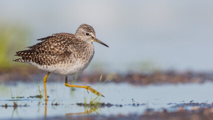 Wood Sandpiper  - in spring on the migration way at wetland