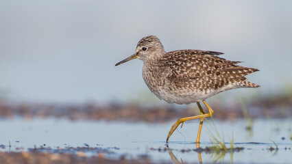 Wood Sandpiper  - in spring on the migration way at wetland