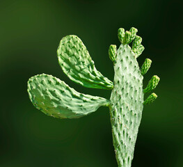 Close up of cactus