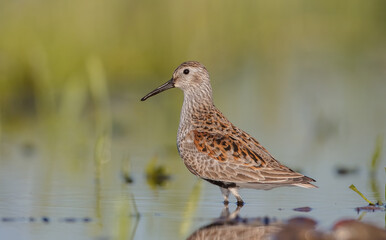 Dunlin - adult bird at a wetland on the spring migration 