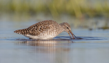 Wood Sandpiper  - in spring on the migration way at wetland