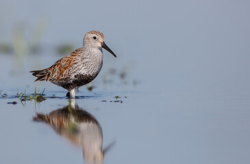 Dunlin - adult bird at a wetland on the spring migration 