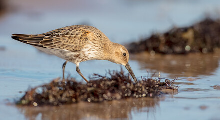 Dunlin - young bird at a seashore on the autumn migration way