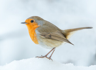 Robin perched on snow. Side profile