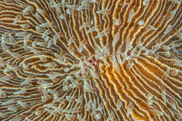 Macro Splendor: Fungia Coral Abstract in the Depths of Malapascua, Philippines