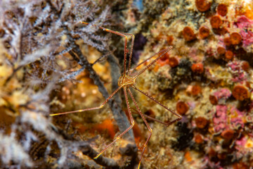 Spider squat lobster in the Philippines