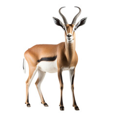 Gazelle clip art