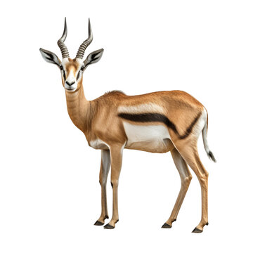 recommend clip art: Gazelle clip art