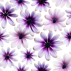 Collection of Purple and White Flowers on White Background