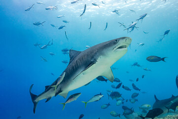 Obraz na płótnie Canvas Tiger shark surrounded by fish