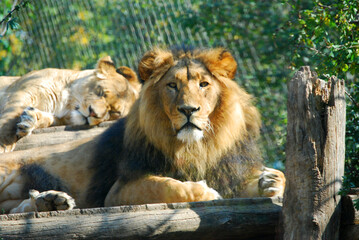 Ein Löwenpaar liegt friedlich in der Sonne.