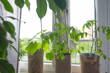 Young tomato seedlings and pepper seedlings grow at home on the windowsill, near the window or on the balcony. Growing organic vegetables and fruits at home. The concept of hobbies, gardening
