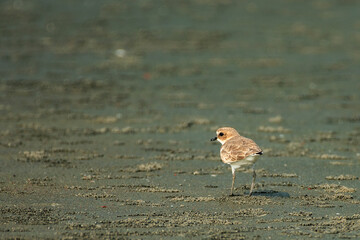 A plover bird with a cute look. Bird: Kentish Plover. Charadrius alexandrinus. Colorful nature background.