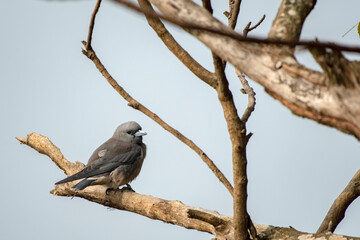 A Wood Swallow bird searching resting on a branch and searching for food.