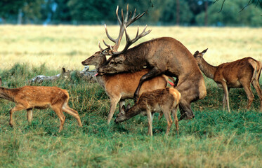 Cerf élaphe, brame, accouplement,  cerf et biche, Cervus elaphus