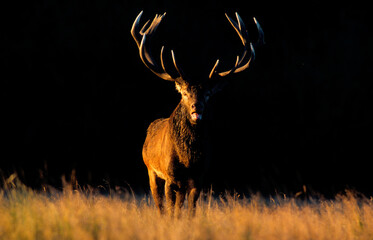 Cerf élaphe, brame, cerf , Cervus elaphus, coucher de soleil