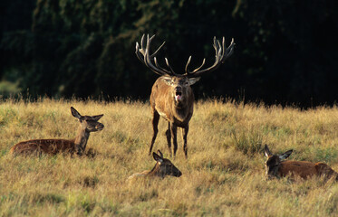 Cerf élaphe,  brame, cerf et biche , Cervus elaphus