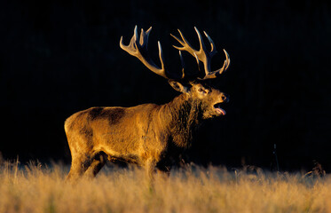 Cerf élaphe, brame, cerf , Cervus elaphus, coucher de soleil