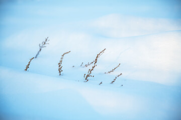 Beautiful natural winter background, dry grass growing from under the snow