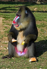 Mandrill , male , Papio sphinx; Afrique